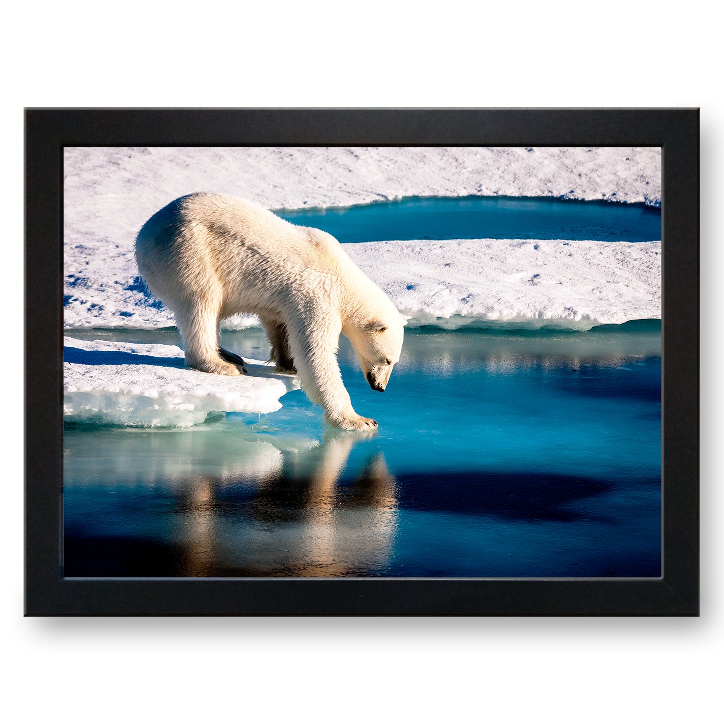 Polar Bear on the Ice Cushioned Lap Tray