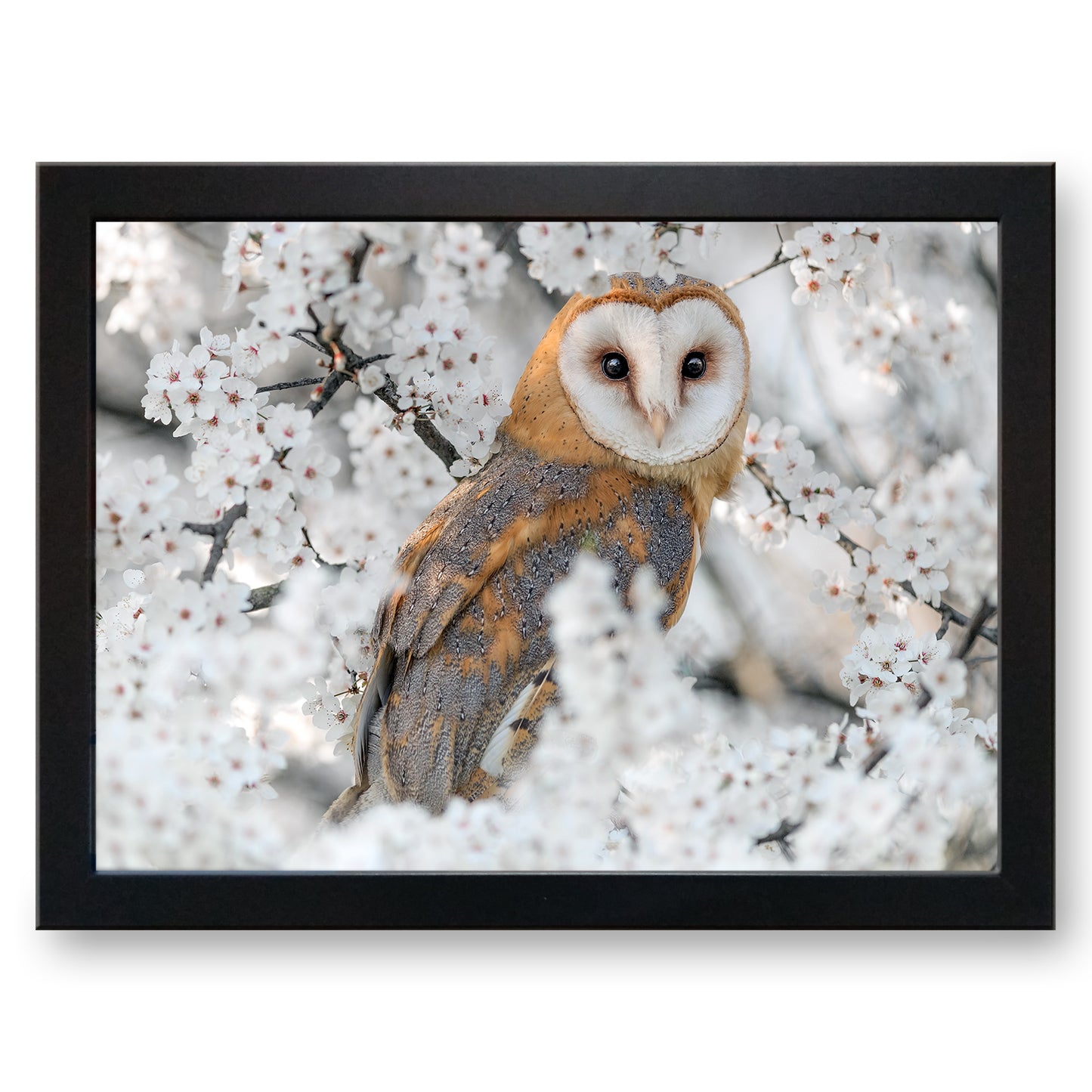 Barn Owl in a Cherry Blossom Tree Cushioned Lap Tray