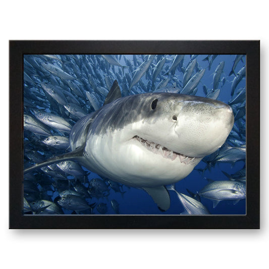 Great White Shark Cushioned Lap Tray - my personalised lap tray | mooki -