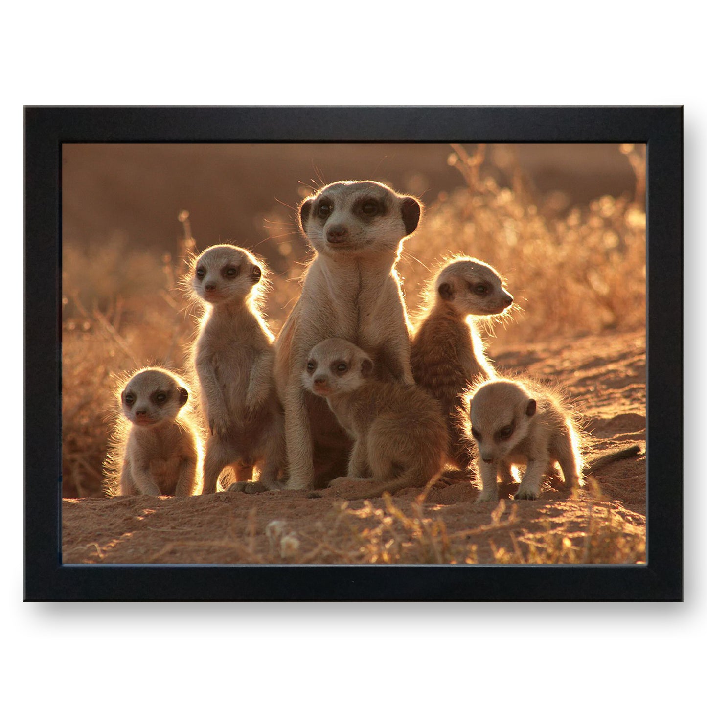 Family of Meerkats Cushioned Lap Tray