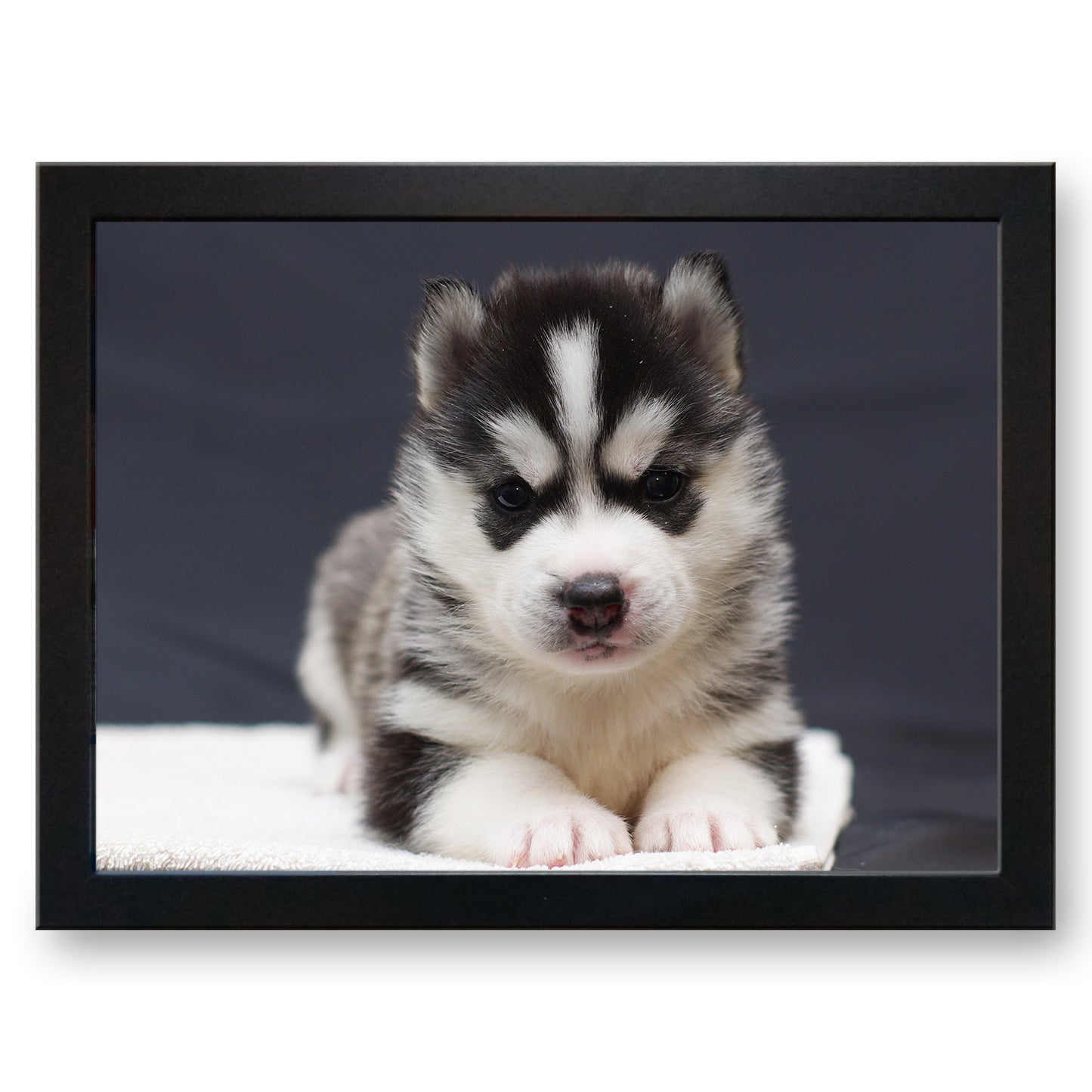 Husky Puppy Cushioned Lap Tray - my personalised lap tray | mooki -