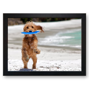 Dog Catching Frisbee on the Beach Cushioned Lap Tray - my personalised lap tray | mooki -