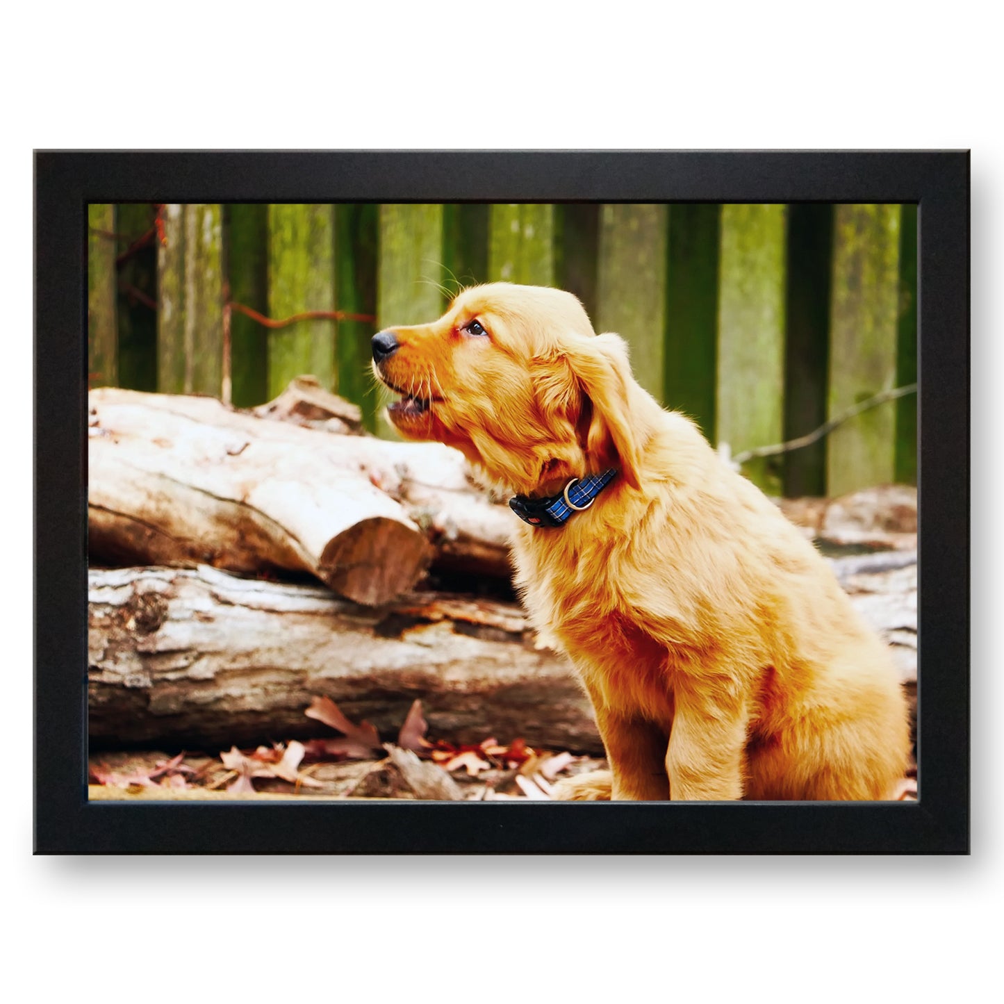 Golden Retriever Puppy Dog Cushioned Lap Tray