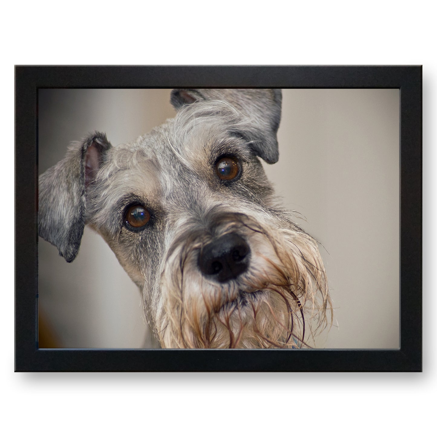Schnauzer Dog Cushioned Lap Tray - my personalised lap tray | mooki -