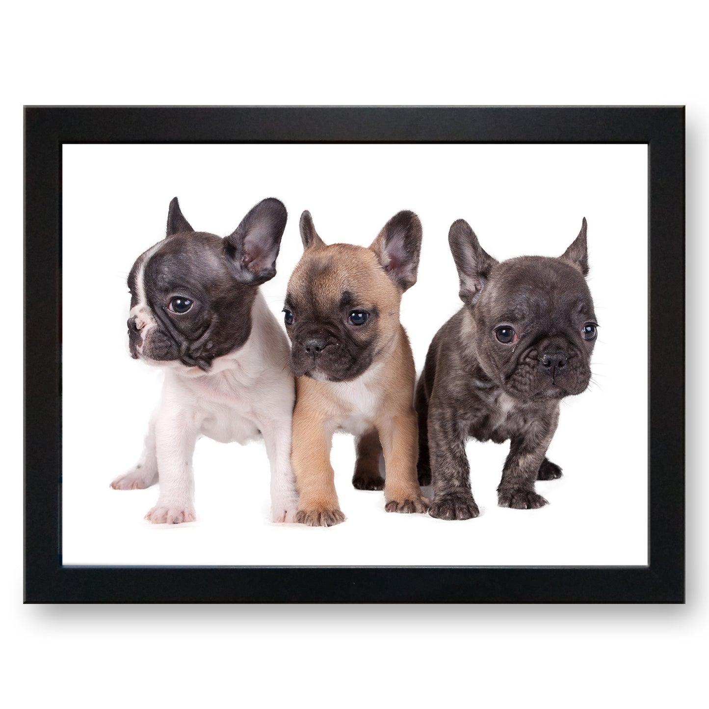 Trio of French Bulldog Puppies Cushioned Lap Tray - my personalised lap tray | mooki -