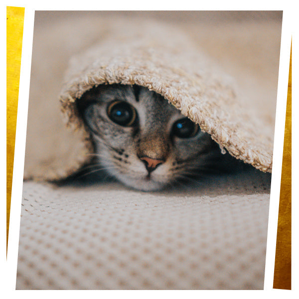 Personalized Cushioned Cats & Kittens Photo Lap Trays | My Lap Tray