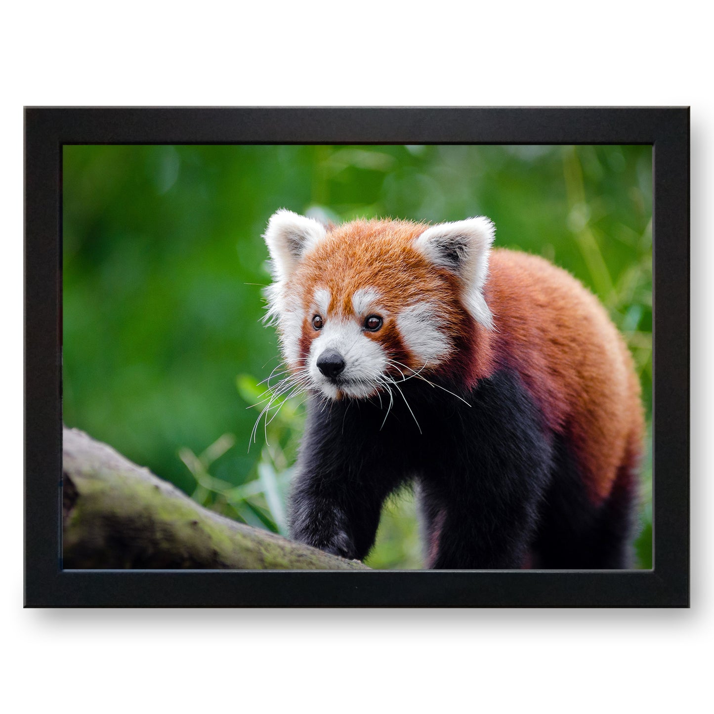 Red Panda Firefox Cushioned Lap Tray