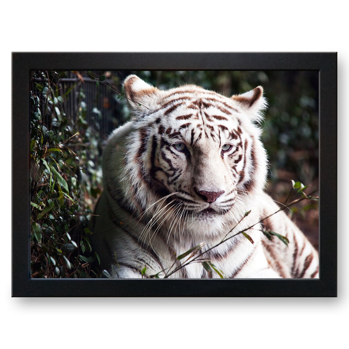 White Bengal Tiger Cushioned Lap Tray
