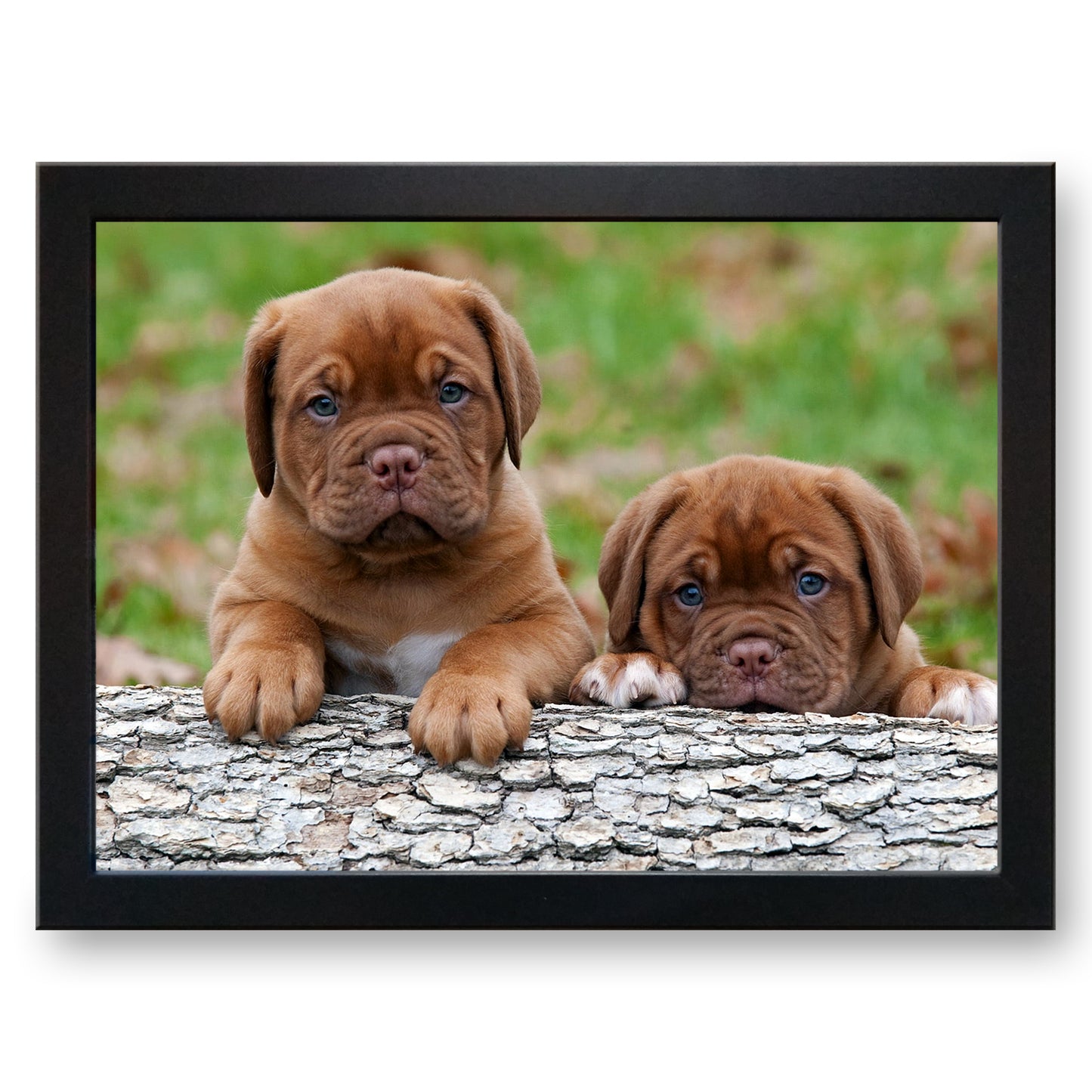 Pair of Bulldog Puppies Cushioned Lap Tray