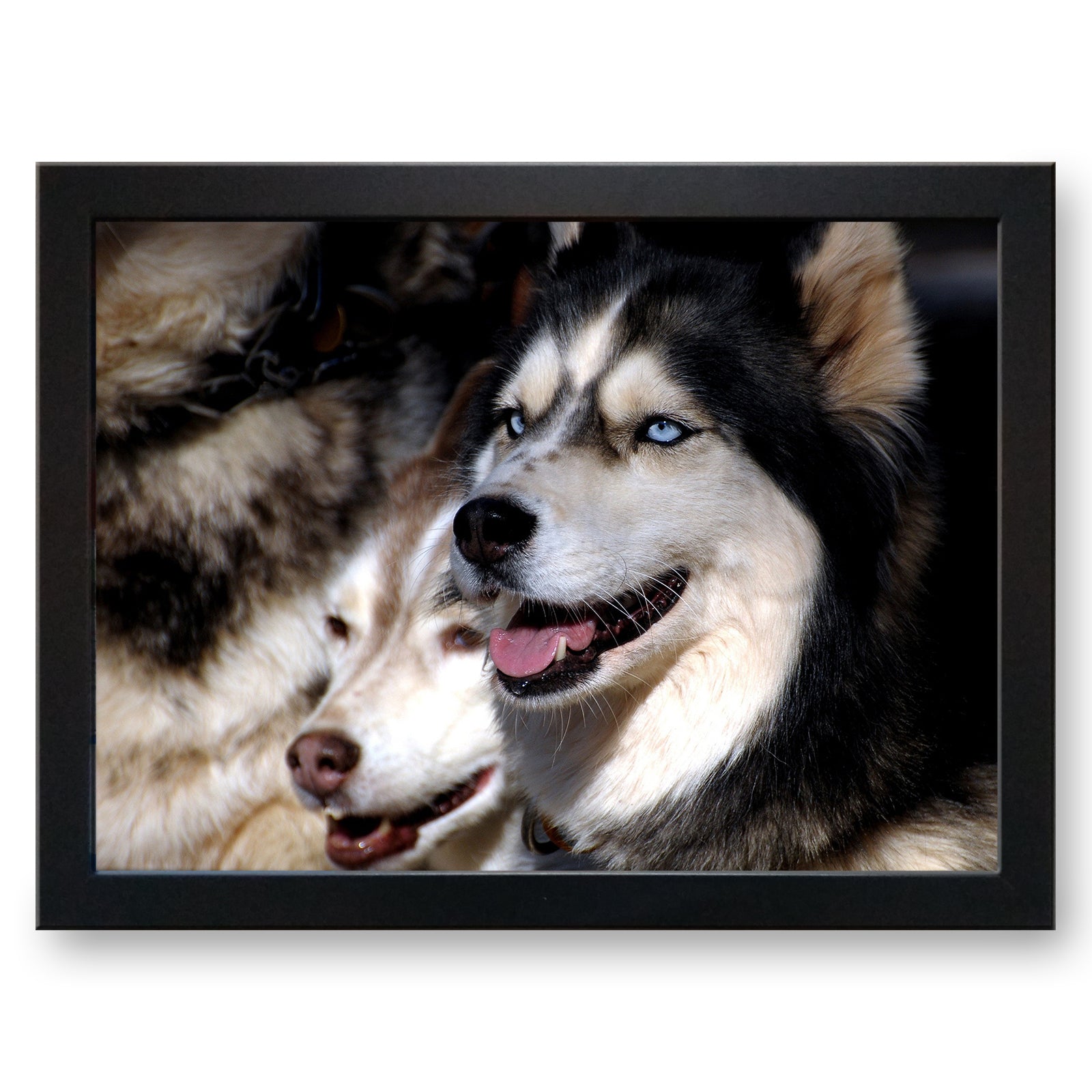 Husky Dogs Cushioned Lap Tray - my personalised lap tray | mooki   -   