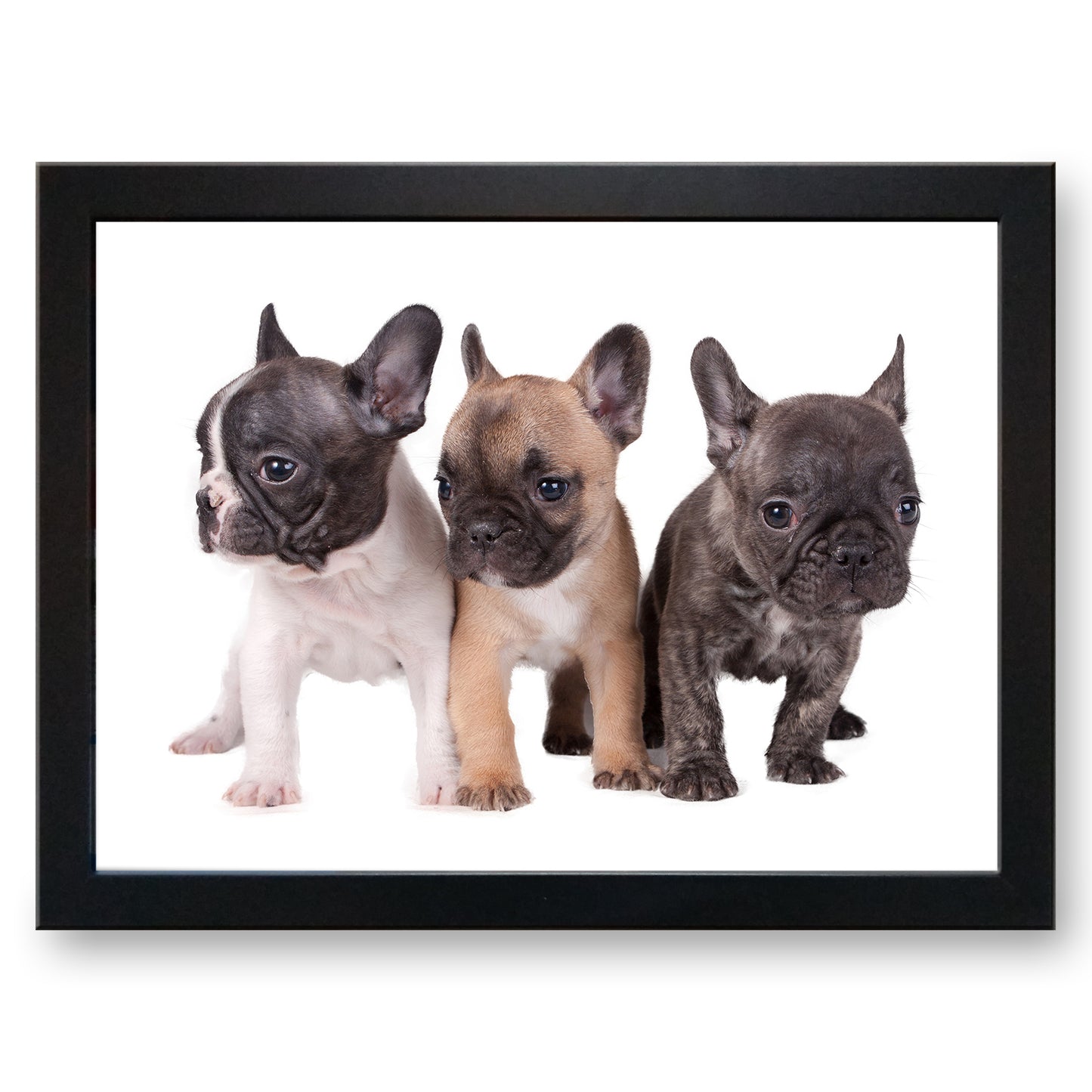 Trio of French Bulldog Puppies Cushioned Lap Tray - my personalised lap tray | mooki   -   