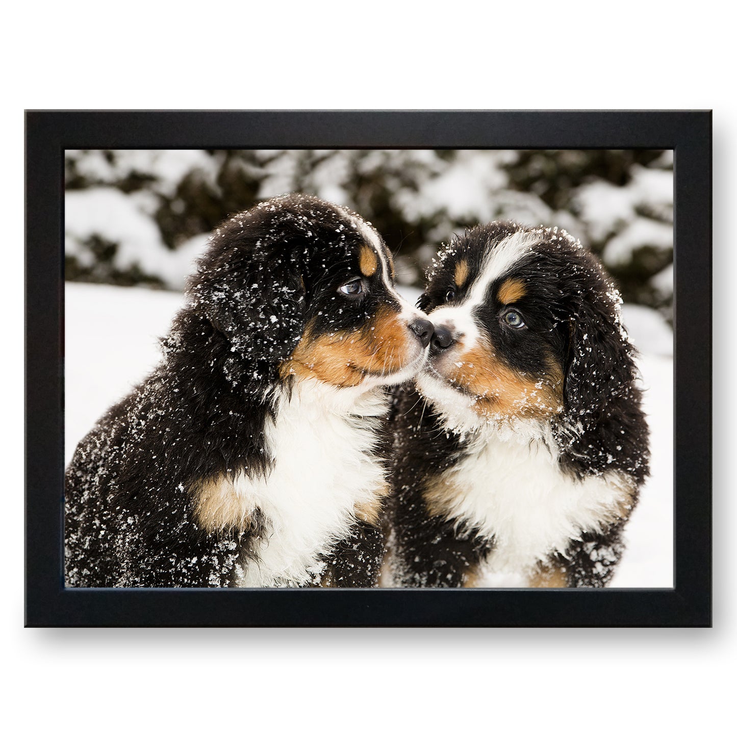 Pair of Bernese Mountain Puppies Cushioned Lap Tray - my personalised lap tray | mooki   -   